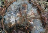 Unique Petrified Wood (Araucaria) Slab - Arizona #31514-1
